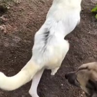 飼い主さんと二人三脚で…