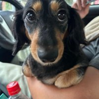 カメラ目線の犬