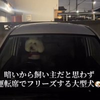 スタンダードプードルのVanillaちゃん