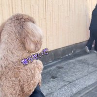 車に向かうおばあちゃんを見つめる犬