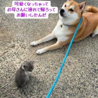 「家族になりたい」