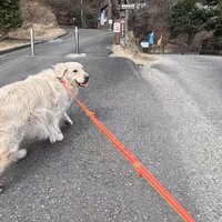 楽しそうにお散歩中♪