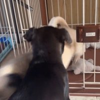 おはぎちゃん＆ちまき君の脱走劇8