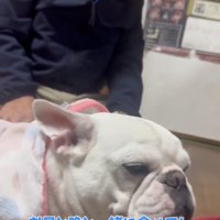 毛布の中でくつろぐ犬