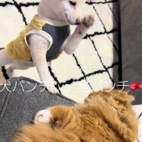 にゃんこにパンチするわんこ