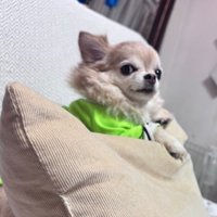 「邪魔しないで」と言わんばかり