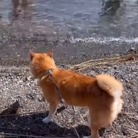 湖に近づいたら…