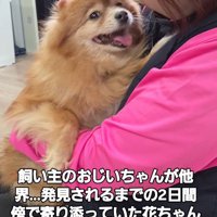 笑顔で女性の顔を見つめる犬