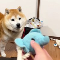 おもちゃを口でキャッチ