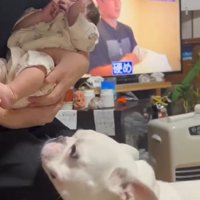 コロちゃんと赤ちゃんの初対面3