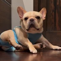 踏ん張りながら起きる犬