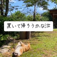 もう一度ゴロゴロするぷりんちゃん