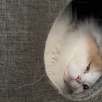 レモンさんはお昼寝開始