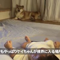 離れた場所で伏せる犬