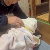 毛布にくるまる犬