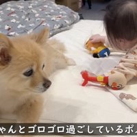 おもちゃで遊んでる赤ちゃん