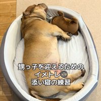 ぬいぐるみと寝る犬