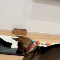 犬