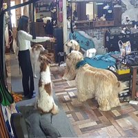 指をさして指示