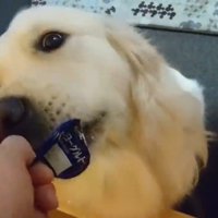 ヨーグルトを欲しがるギンちゃん7