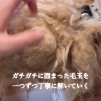 ガチガチの毛玉をカット