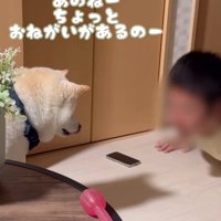 何かをお願いしに来たごん太くん2