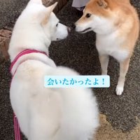 顔を近づけて触れ合う犬