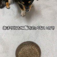 ご飯をあげても…