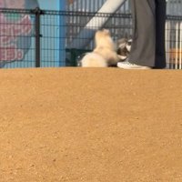 じゃれようとする場面も