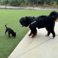 どんちゃんとジジくんのふれあい4