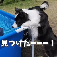 プールを見つけたコナくん