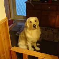 ヨーグルトを欲しがるギンちゃん