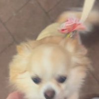 お迎えに来てくれたプティちゃん4