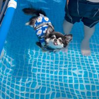 泳がない犬
