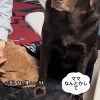 カメラの向こうのお母さんに目で訴えるラブラドール