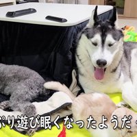 みんなでお昼寝