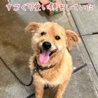 笑顔で女性を見上げる犬