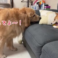 「返してあげて～！！」