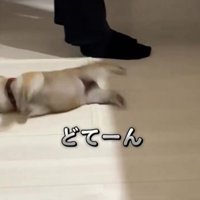 倒れる子犬2