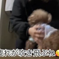 ちびちゃんのお出迎え9