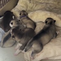 ベッドに集まる子犬たち