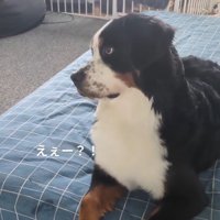 お兄ちゃんを見るベルちゃん