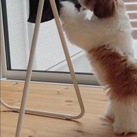 おもちゃを干した時のちゃぽちゃん3