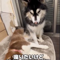 横になっている茶色い大型犬の隣に座る黒い大型犬