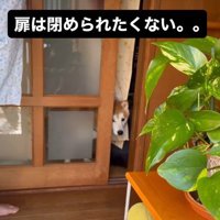 オヤツで釣る作戦だった！！