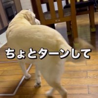 部屋の中へ戻る犬