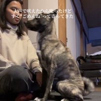 飼い主の前でお座りする犬