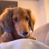 パパとママに寄り添うビッシュちゃん9