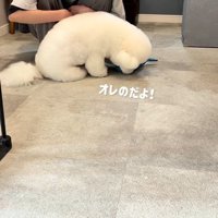 弄んでいる…！？
