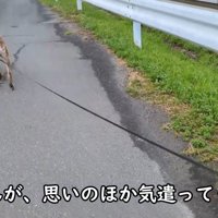 ゆっくり歩いてくれています